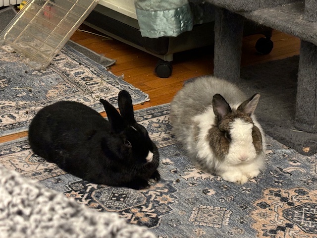 Coco & Oreo, Adoptable, Adult Female Angora Rabbit & Havana.