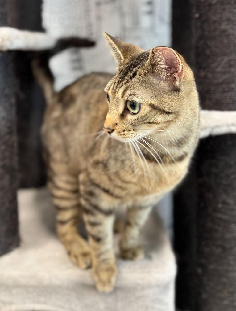 Enlarge Copper, a ADOPTABLE Domestic Short Hair in Cortland, OH image 1/1