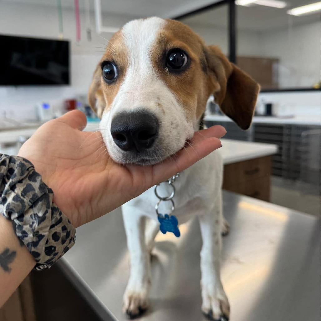 Enlarge Smokey, a Adoptable mixed breed in St. Charles, IL image 2/6