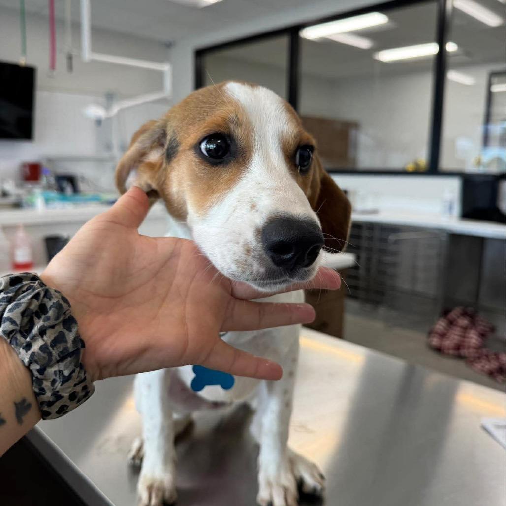 Enlarge Smokey, a Adoptable mixed breed in St. Charles, IL image 3/6