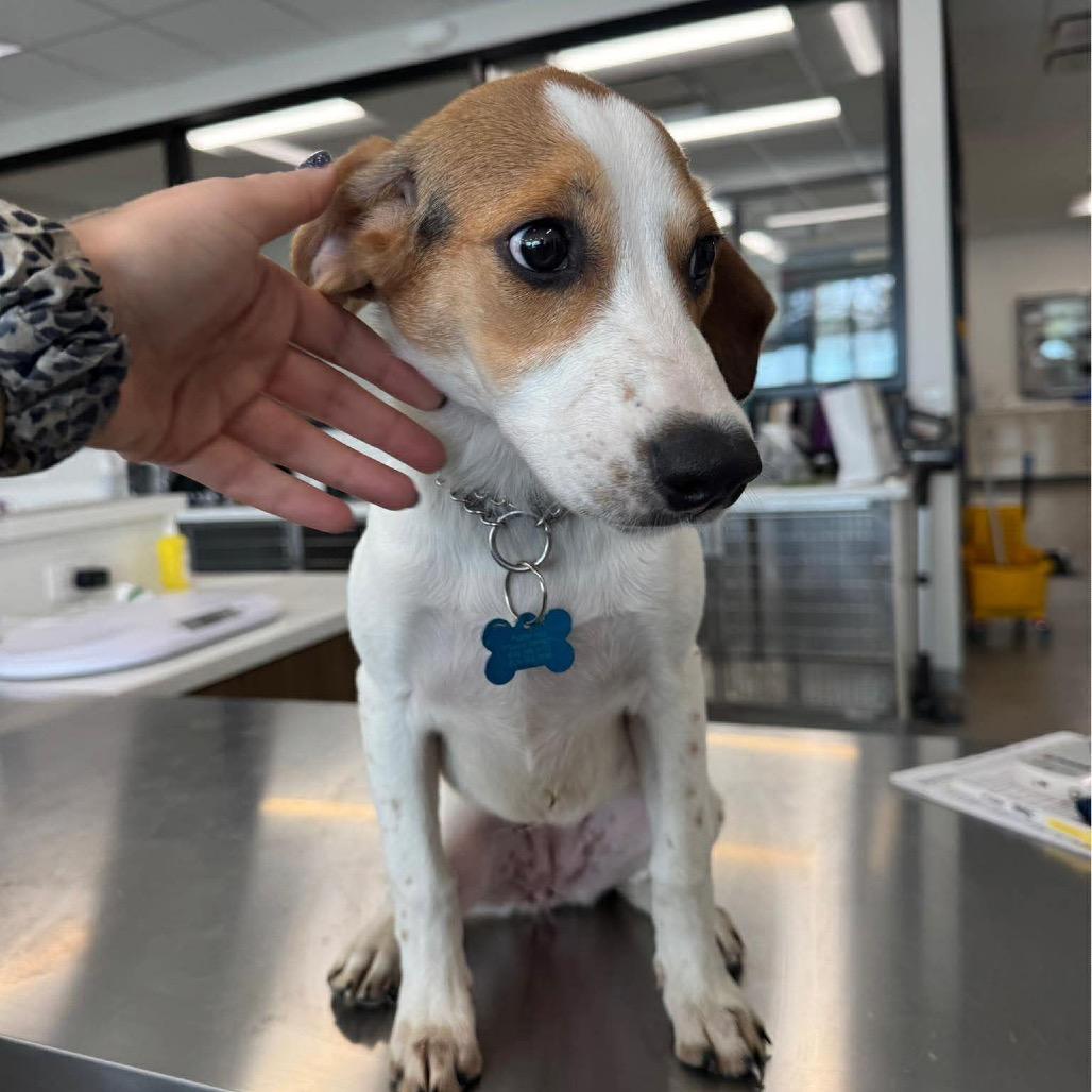 Enlarge Smokey, a Adoptable mixed breed in St. Charles, IL image 4/6