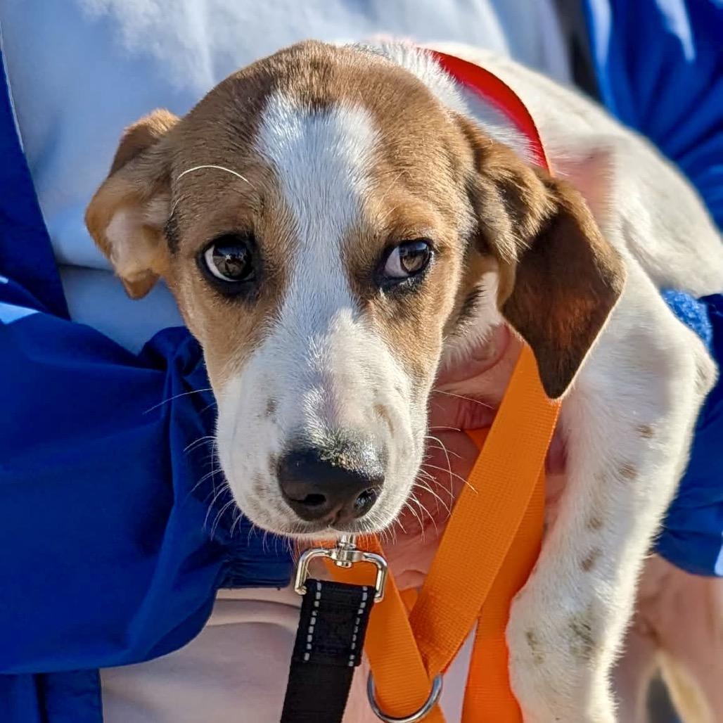 Enlarge Smokey, a Adoptable mixed breed in St. Charles, IL image 5/6