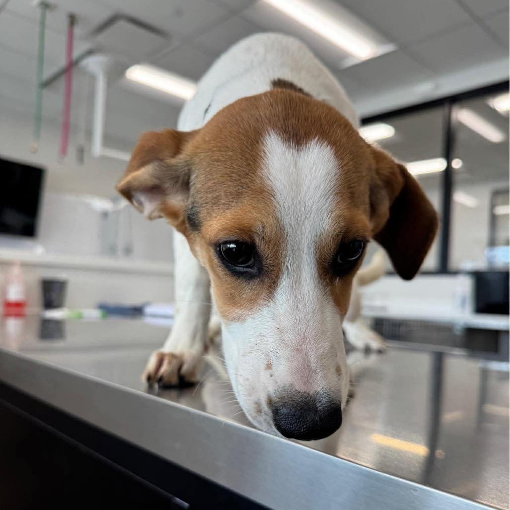 Enlarge Smokey, a Adoptable mixed breed in St. Charles, IL image 6/6