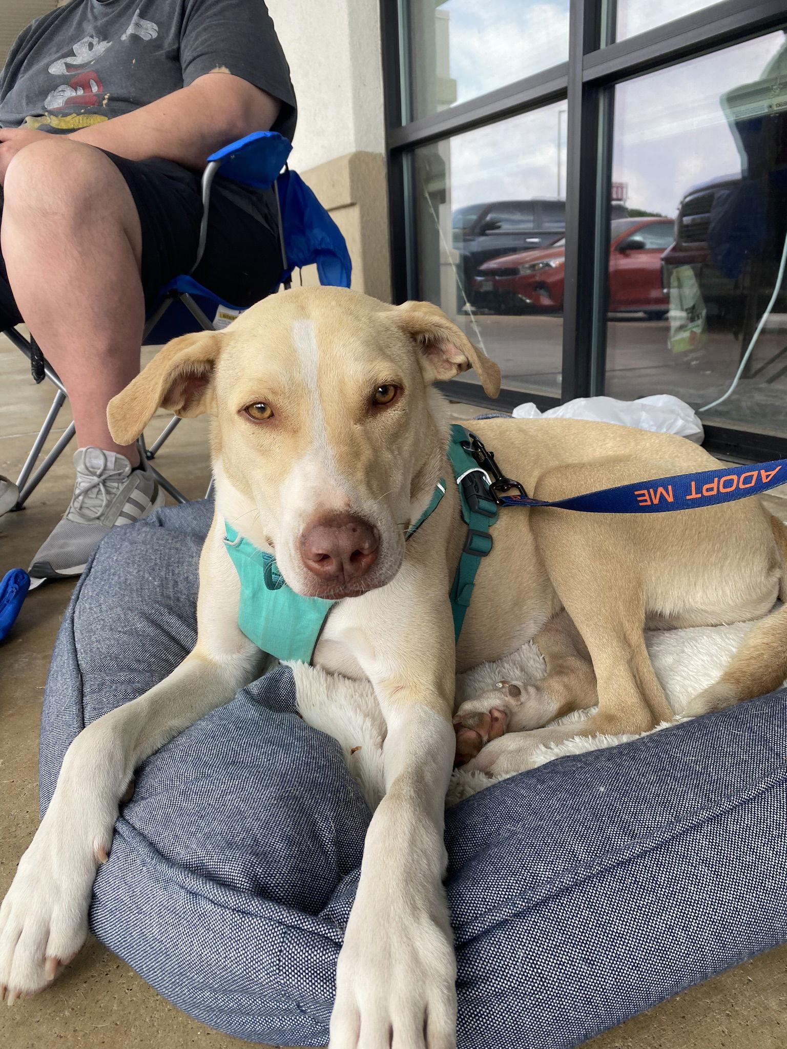 Enlarge Jiffy, a Adoptable mixed breed in Gun Barrel City, TX image 1/3