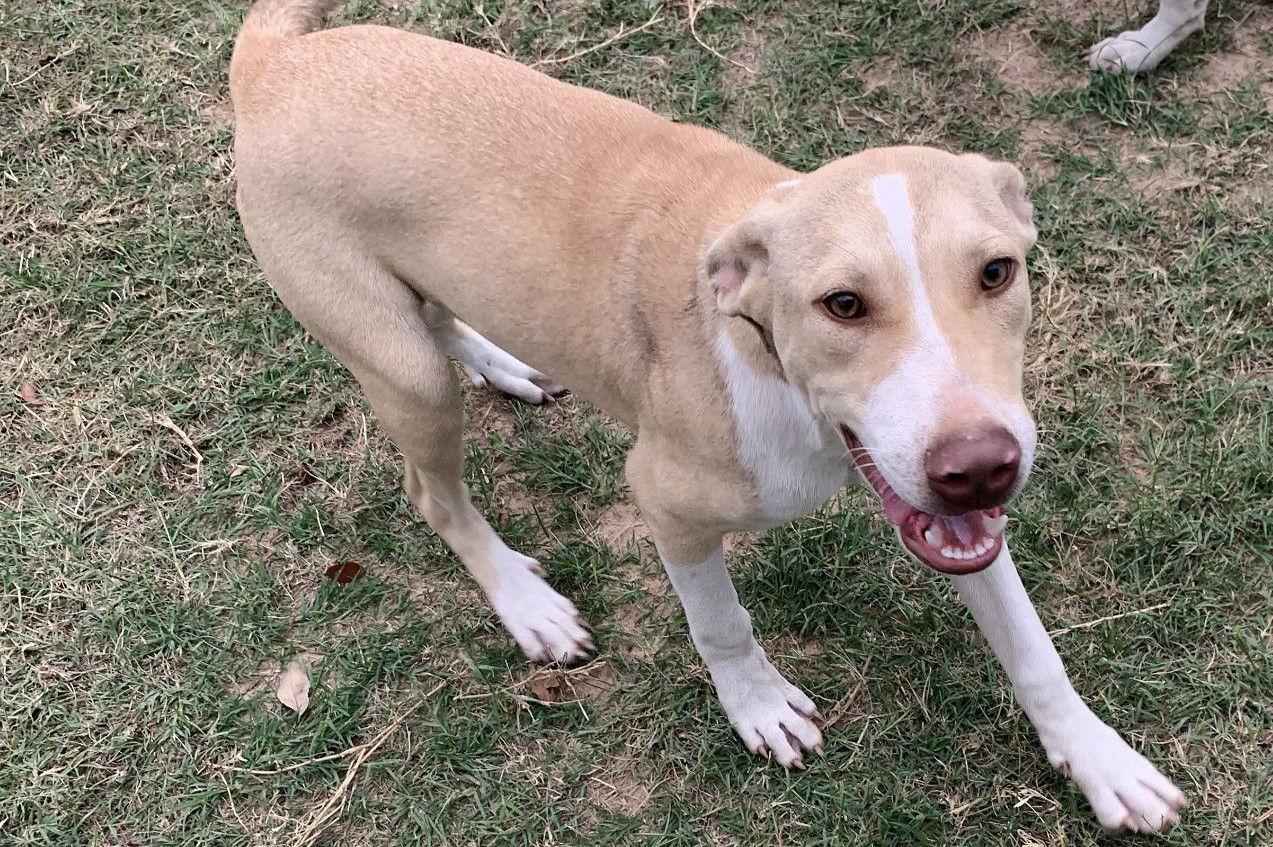 Enlarge Jiffy, a Adoptable mixed breed in Gun Barrel City, TX image 2/3