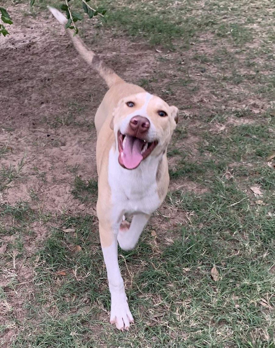 Enlarge Jiffy, a Adoptable mixed breed in Gun Barrel City, TX image 3/3