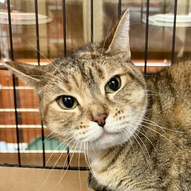 Latte, a Adoptable American Shorthair in Flushing, NY image 1/2