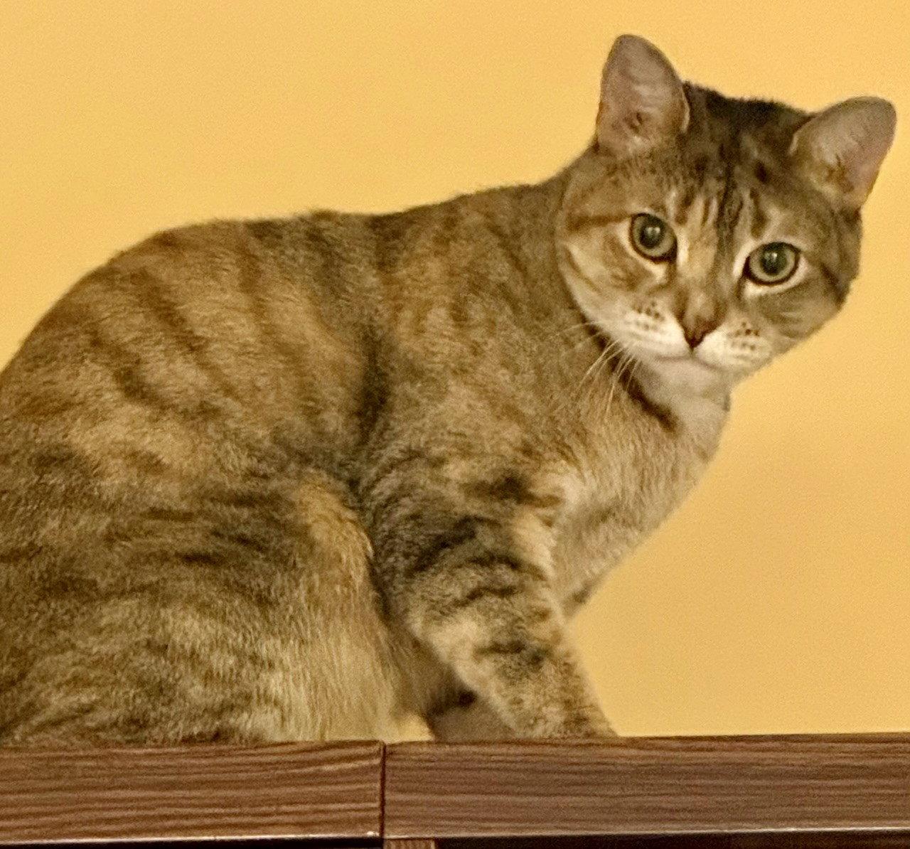 Enlarge Latte, a Adoptable American Shorthair in Flushing, NY image 1/1