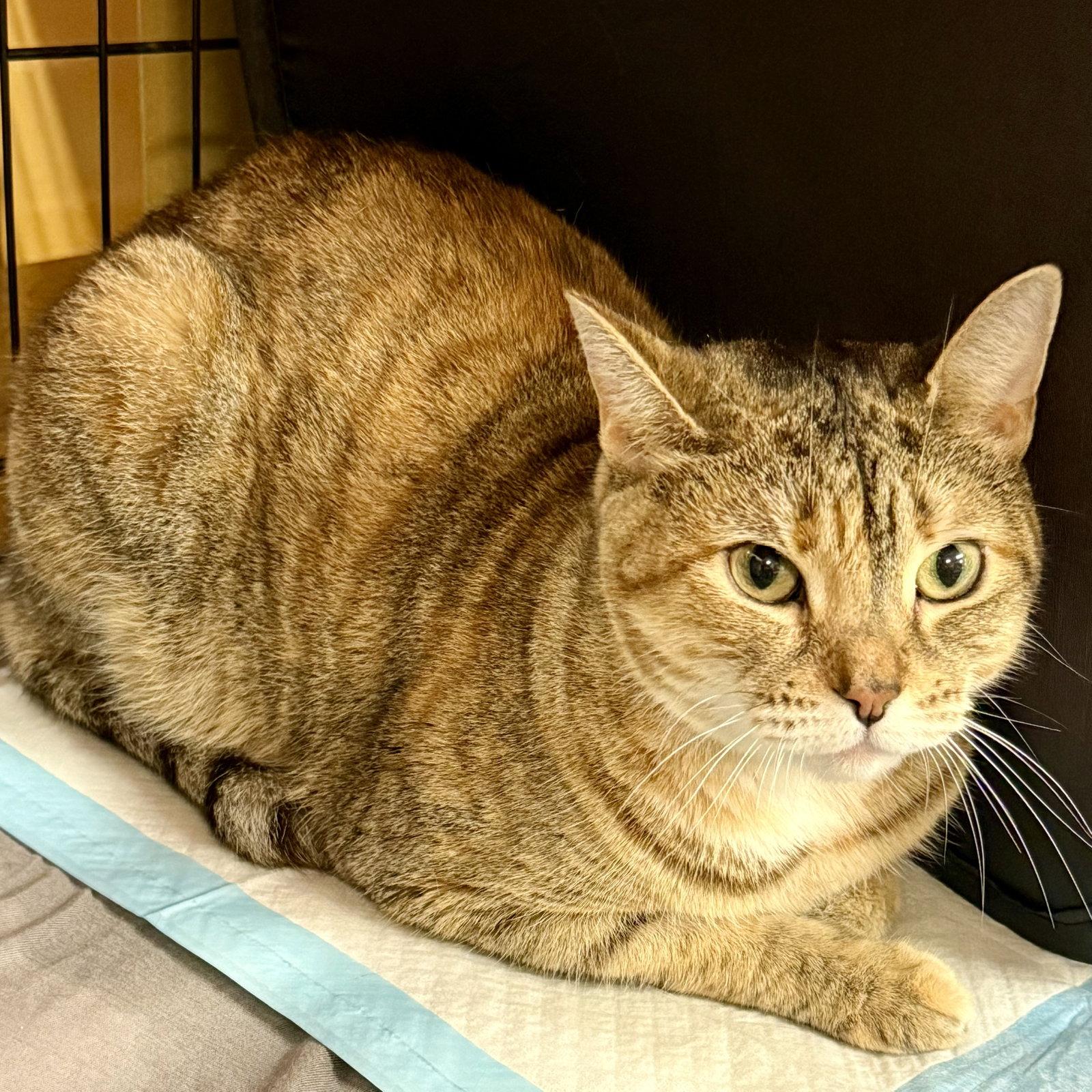 Latte, a Adoptable American Shorthair in Flushing, NY image 2/2