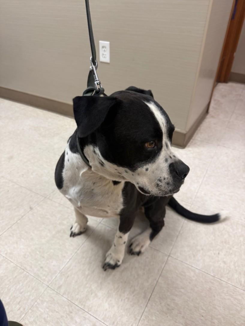 Enlarge A210077, a Adoptable mixed breed in Olivehurst, CA image 1/1