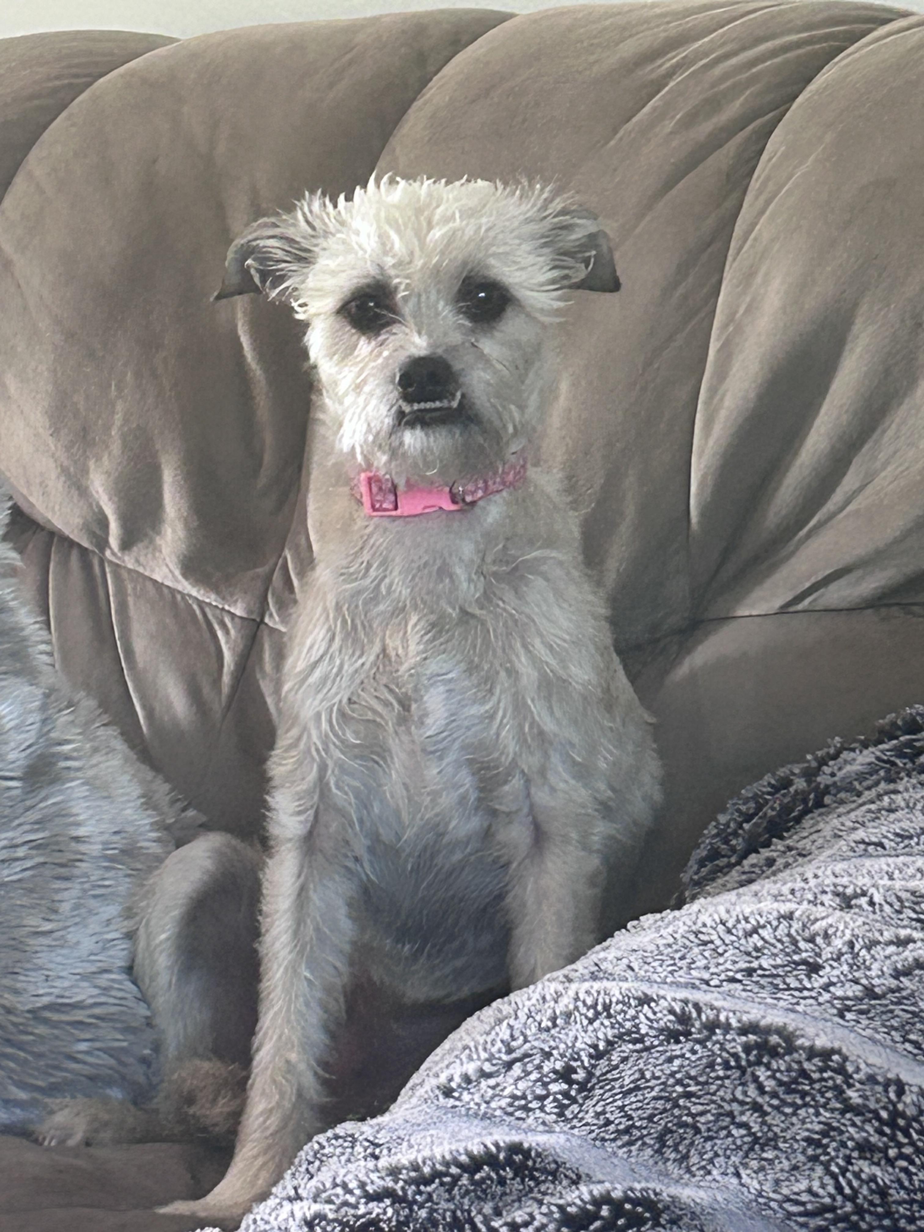 Stella, Adoptable, Adult Female Cairn Terrier & Mixed Breed.