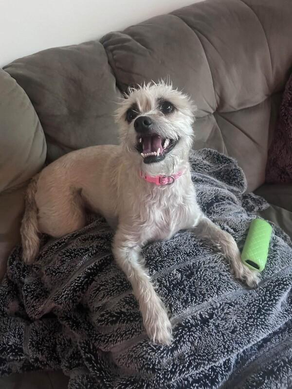 Enlarge Stella, a Adoptable mixed breed in Fruit Heights, UT image 2/6