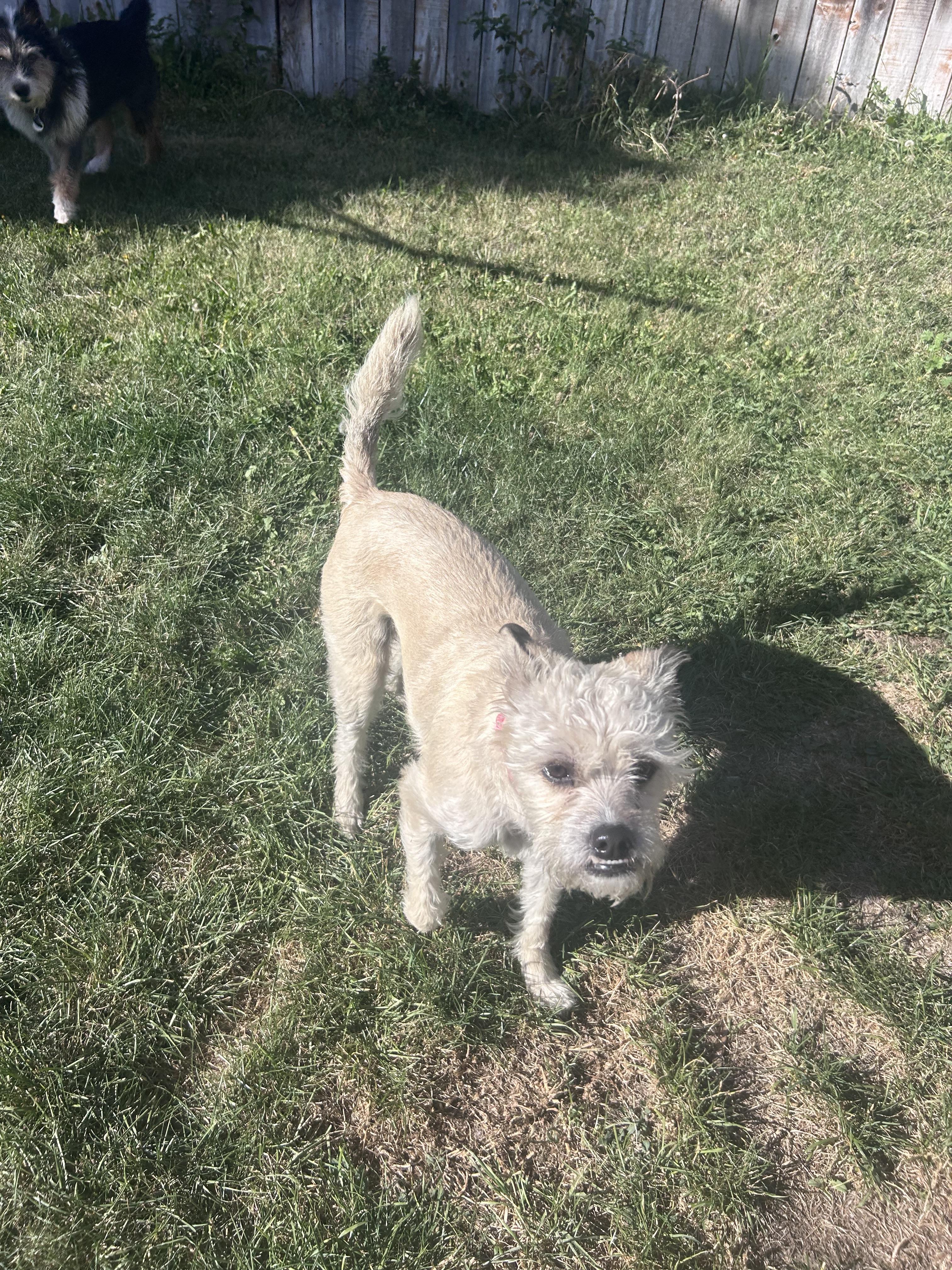 Enlarge Stella, a Adoptable mixed breed in Fruit Heights, UT image 3/6