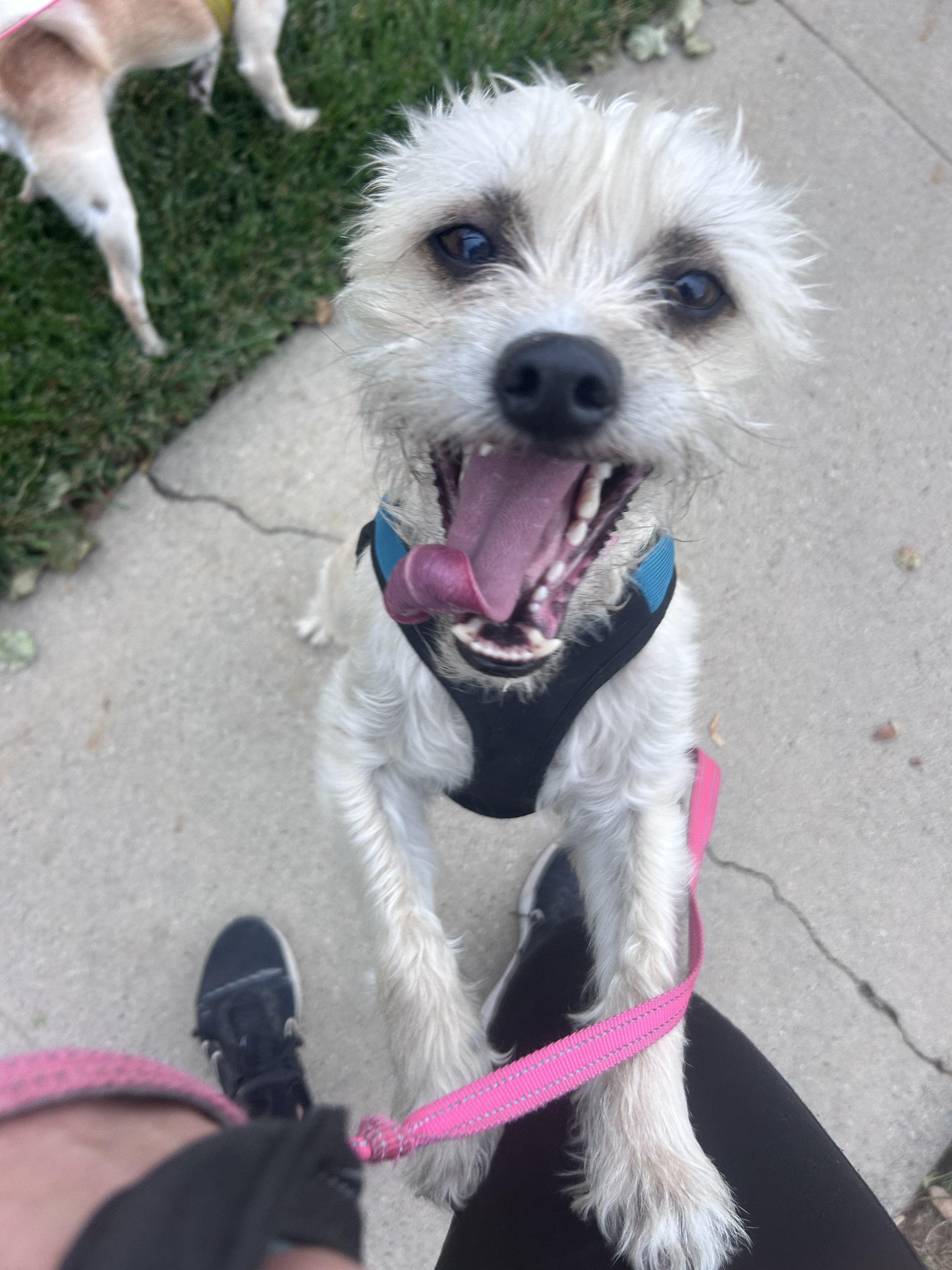 Enlarge Stella, a Adoptable mixed breed in Fruit Heights, UT image 4/6