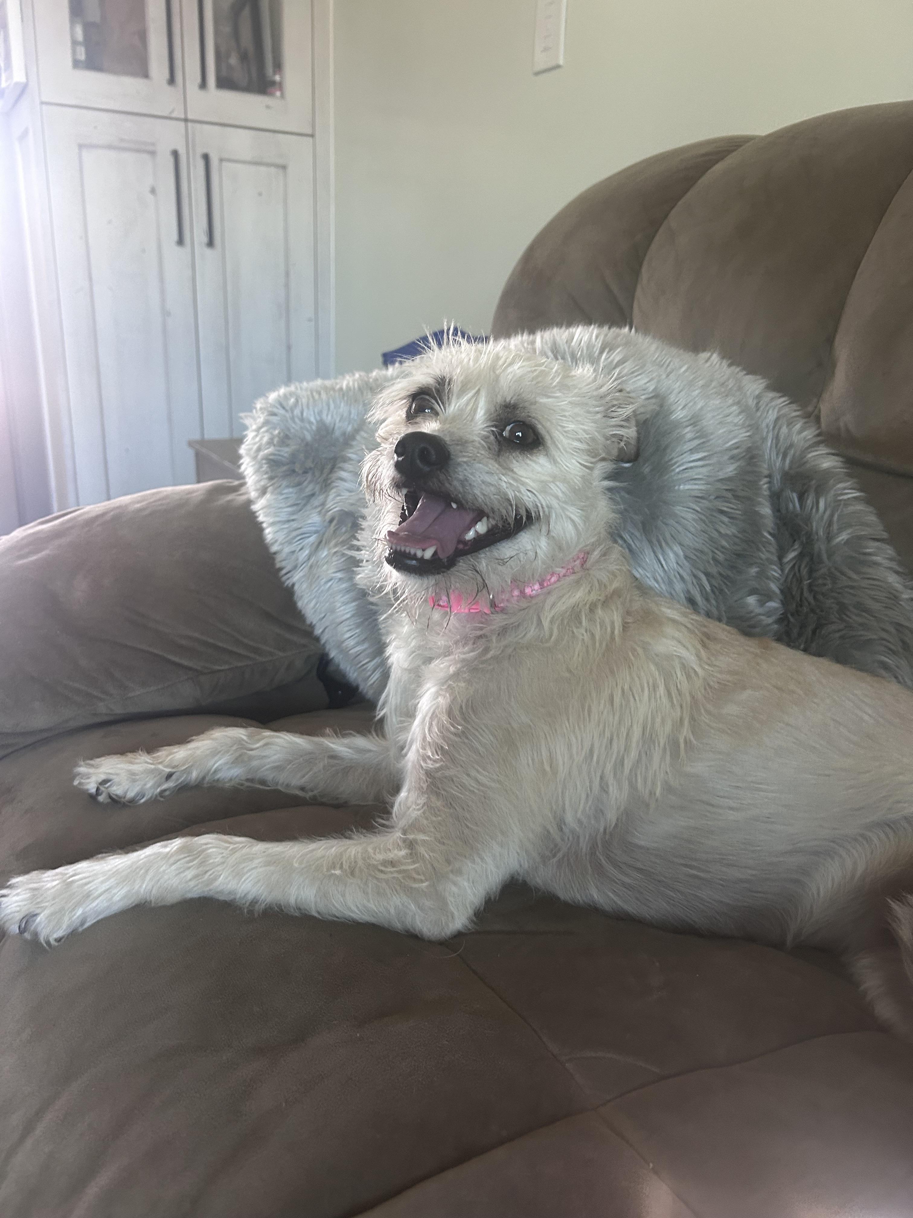 Enlarge Stella, a Adoptable mixed breed in Fruit Heights, UT image 5/6