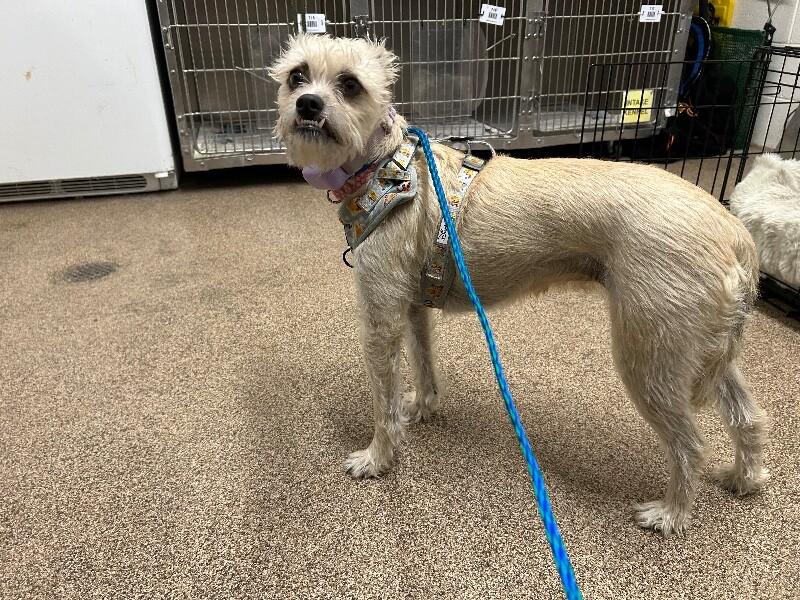 Enlarge Stella, a Adoptable mixed breed in Fruit Heights, UT image 6/6