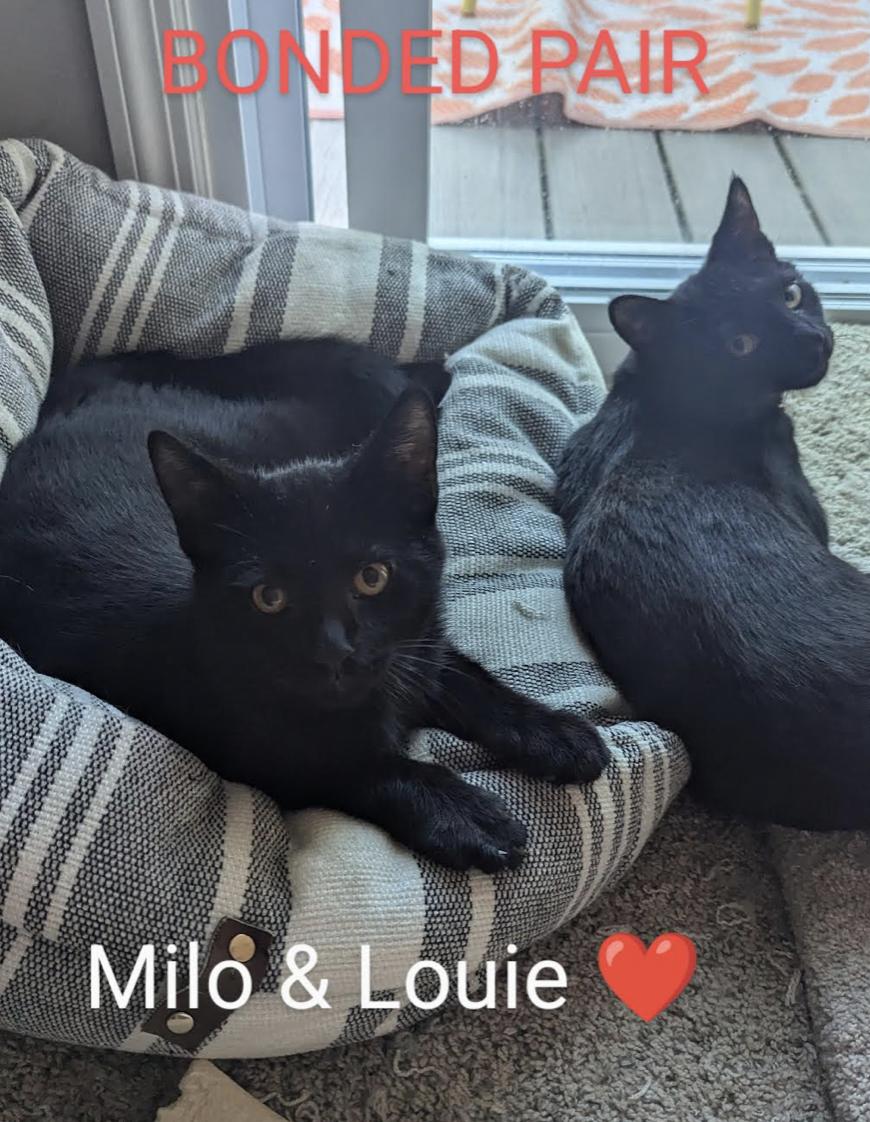 Milo and Louie