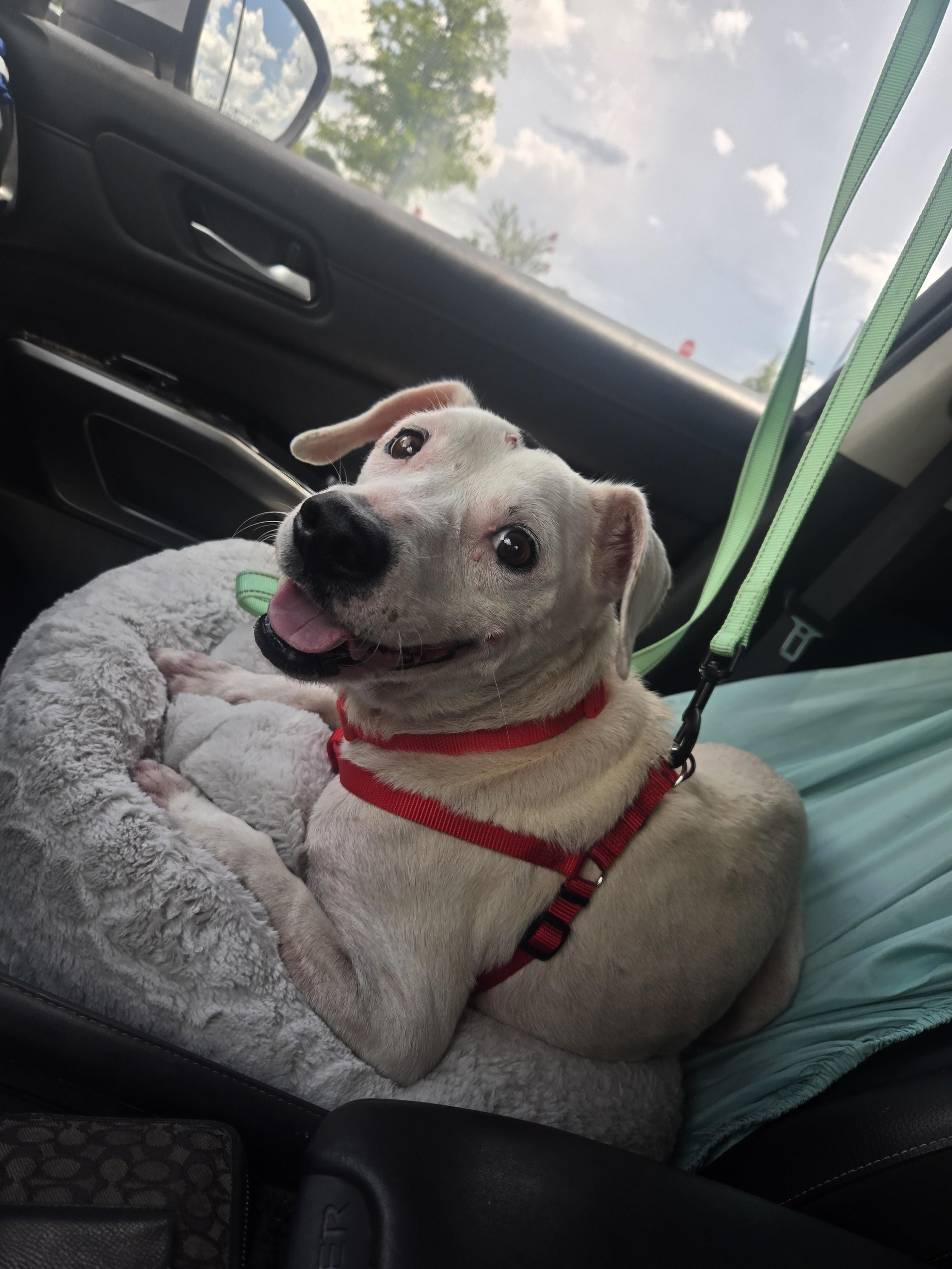 Dottie, a ADOPTABLE mixed breed in ocala, FL image 1/3