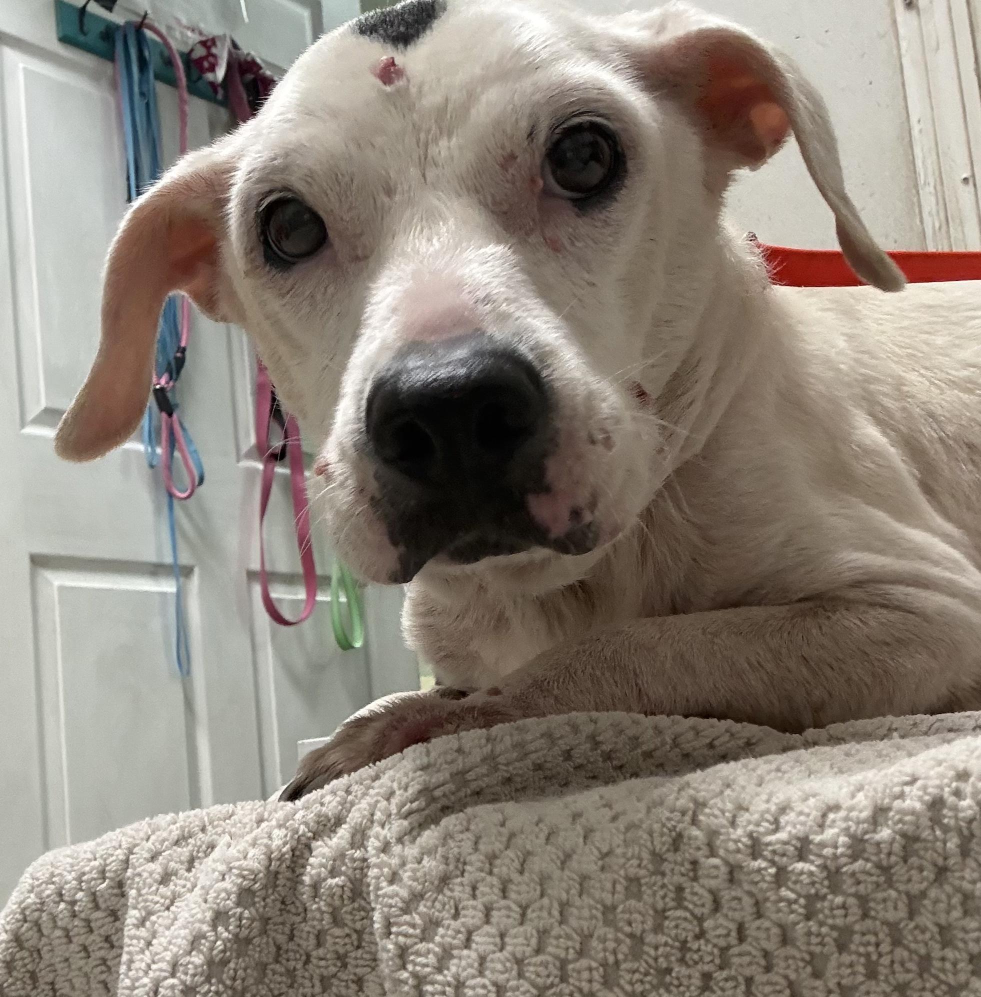 Dottie, a ADOPTABLE mixed breed in ocala, FL image 2/3