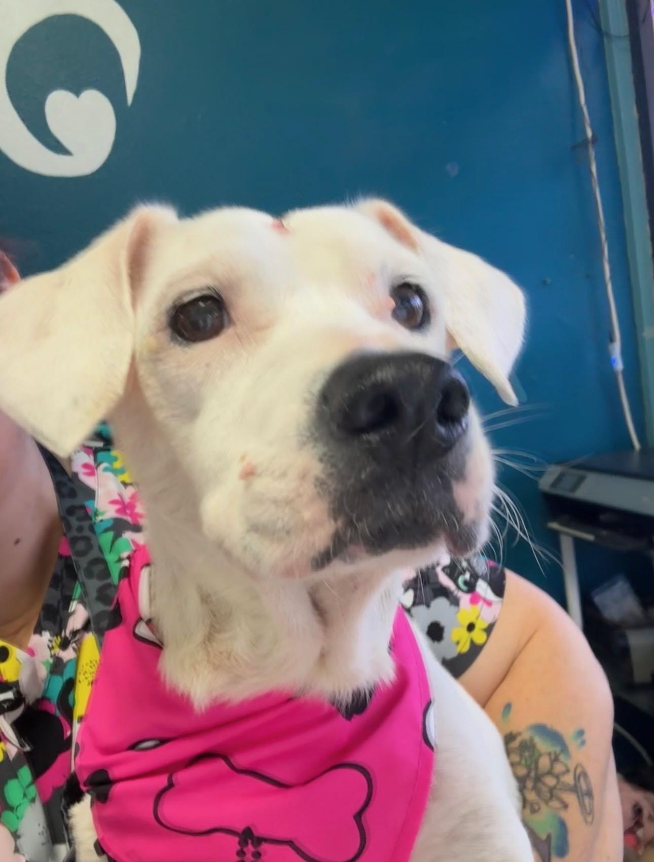 Dottie, a ADOPTABLE mixed breed in ocala, FL image 3/3