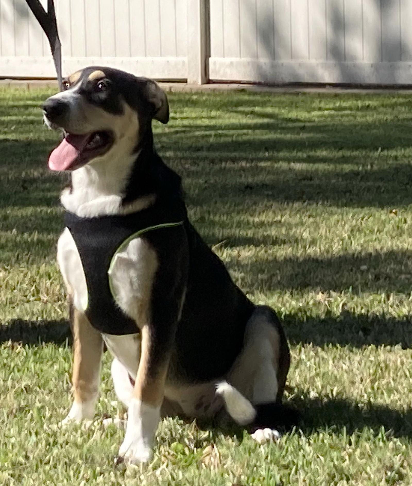 Xena, a Adoptable mixed breed in Alvin, TX image 2/3