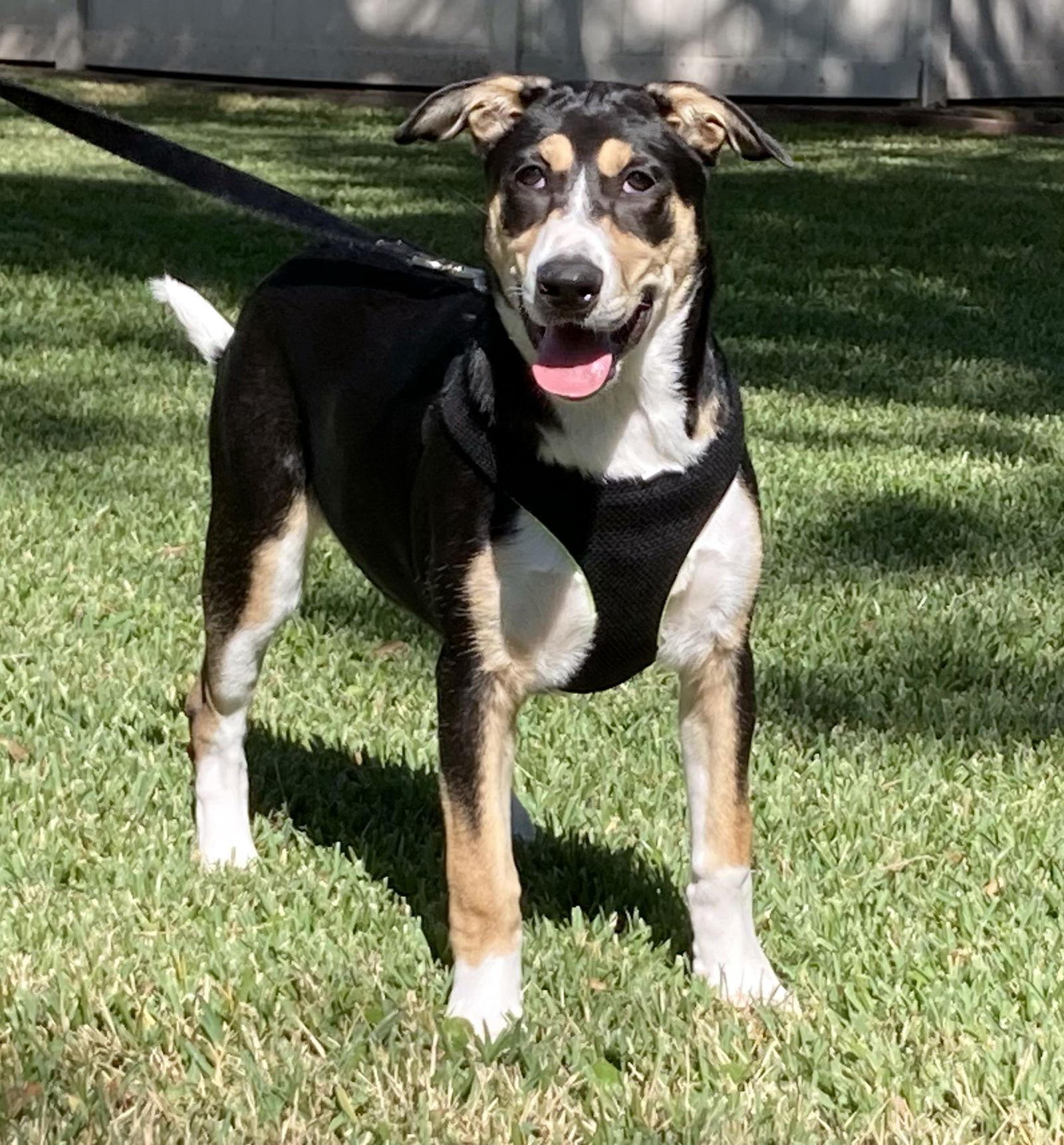 Xena, a Adoptable mixed breed in Alvin, TX image 3/3