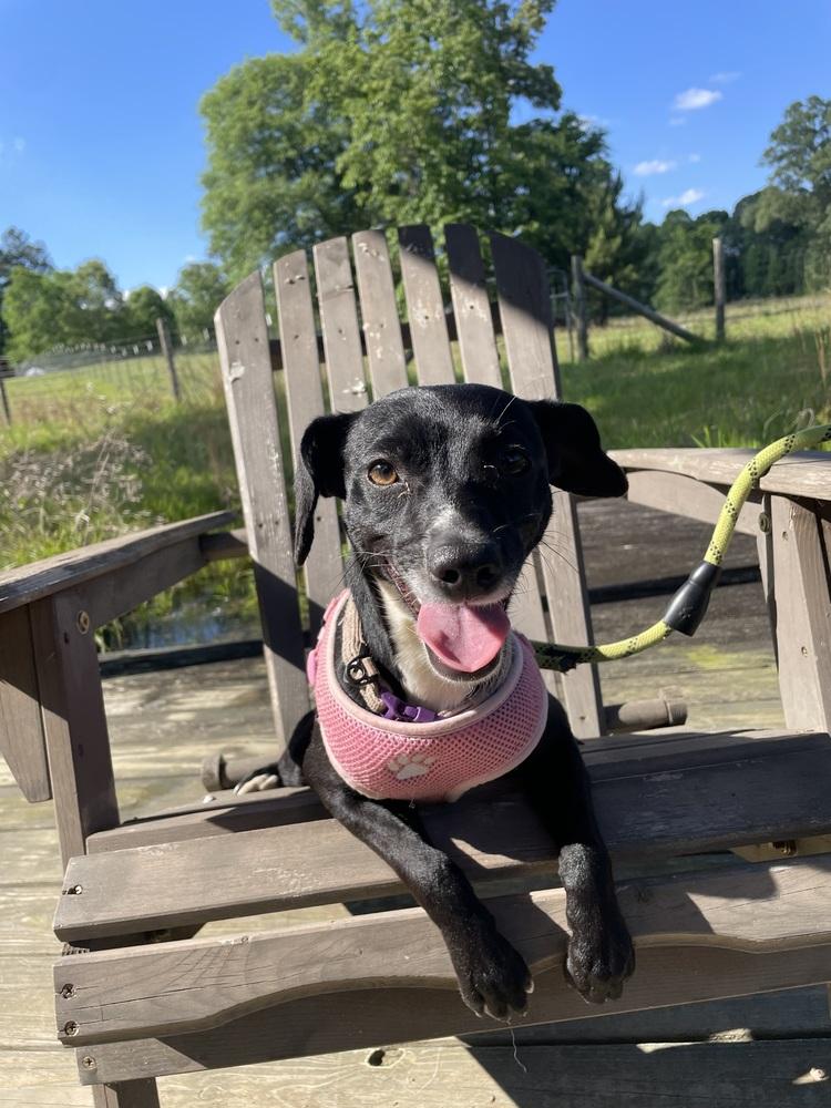 Enlarge Charlotte, a Adoptable mixed breed in Newnan, GA image 1/6