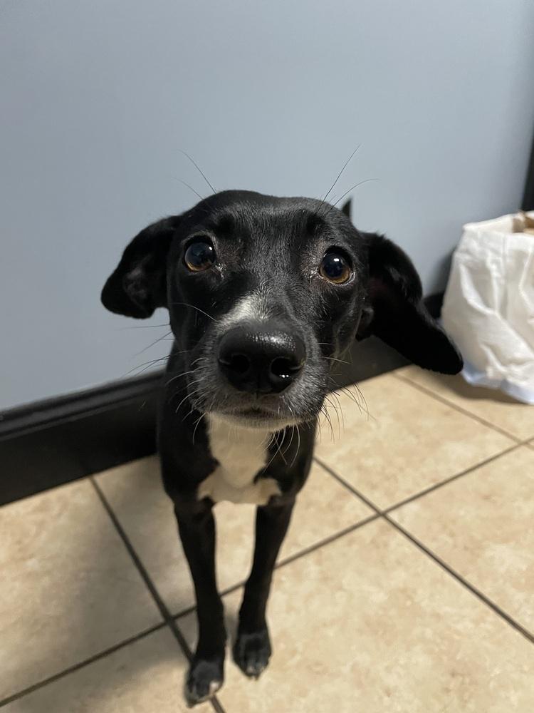 Enlarge Charlotte, a Adoptable mixed breed in Newnan, GA image 2/6