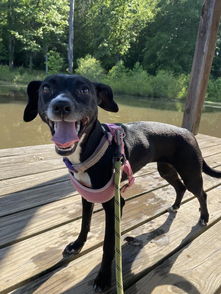 Enlarge Charlotte, a Adoptable mixed breed in Newnan, GA image 4/6