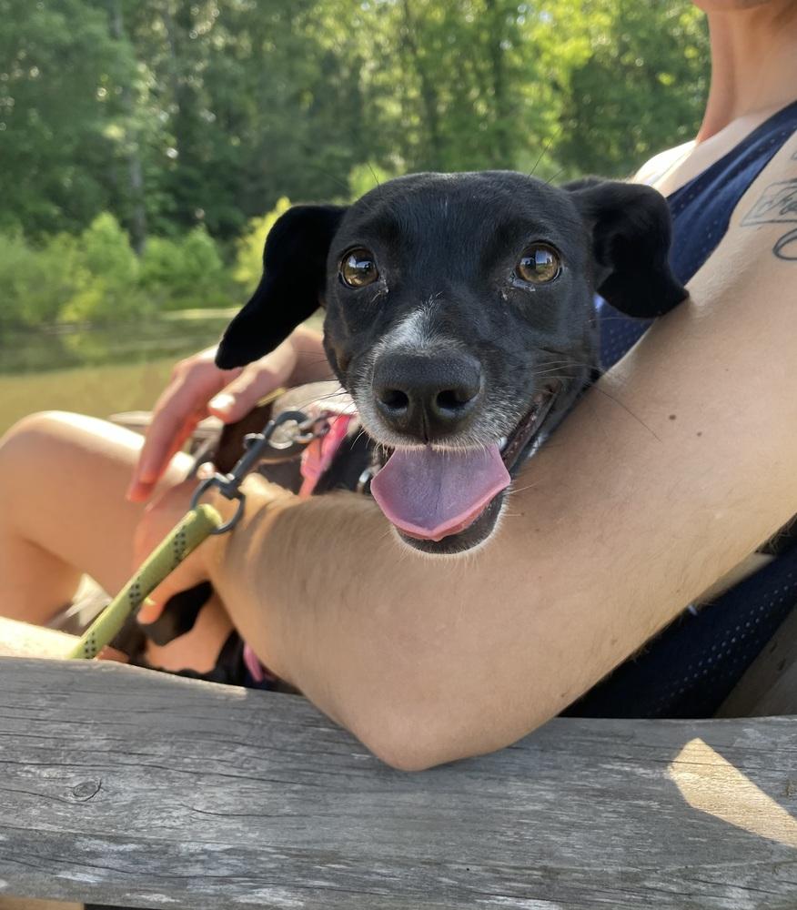 Enlarge Charlotte, a Adoptable mixed breed in Newnan, GA image 5/6