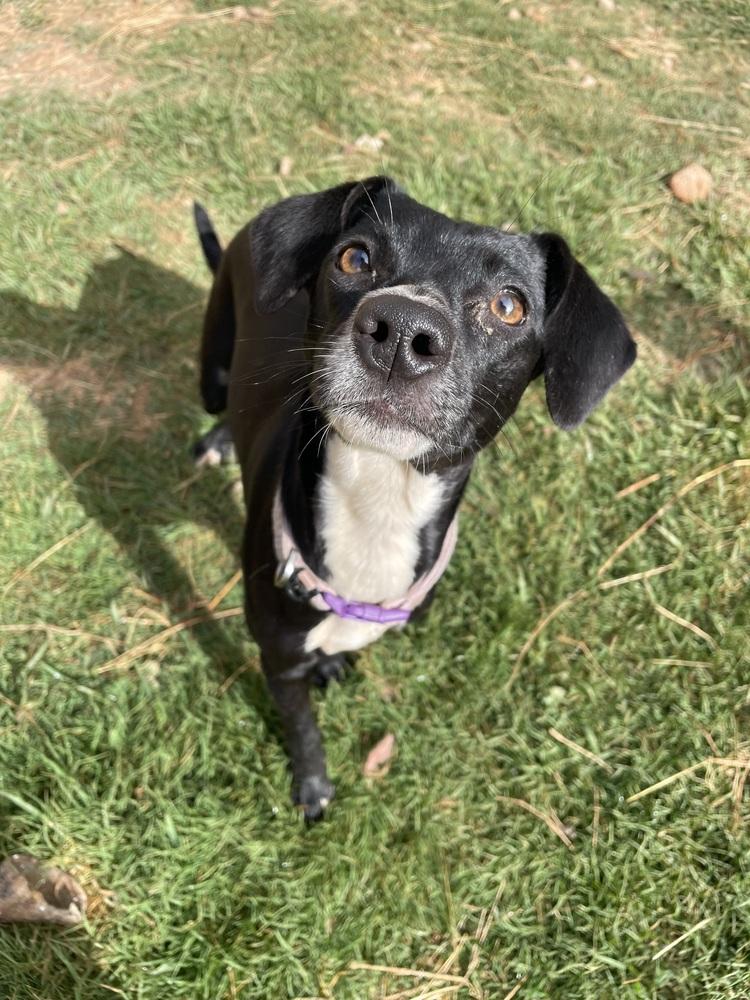 Enlarge Charlotte, a Adoptable mixed breed in Newnan, GA image 6/6