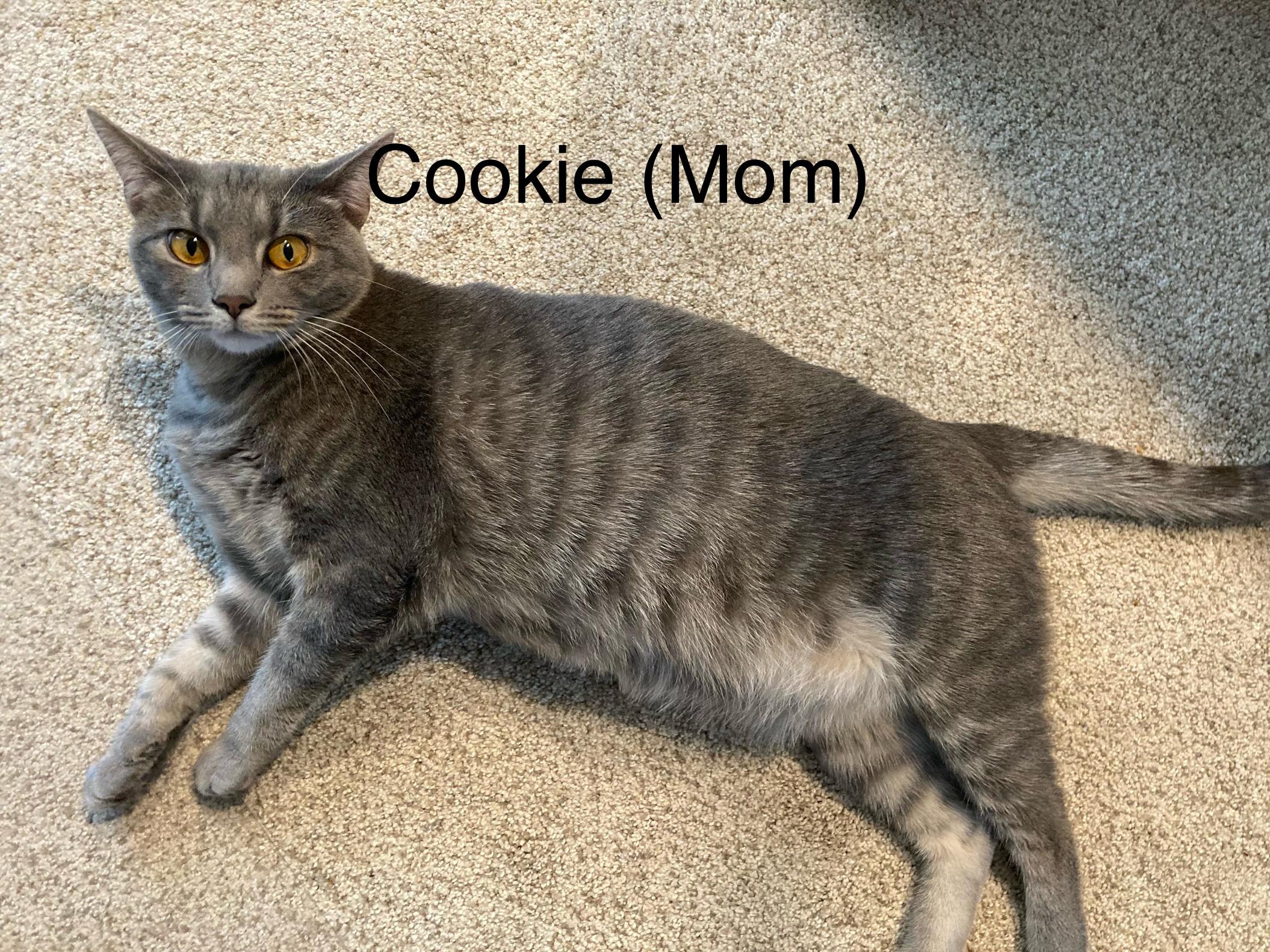 Inseparable Mom and her 2 kittens, a Adoptable Domestic Short Hair in Covington, KY image 2/5