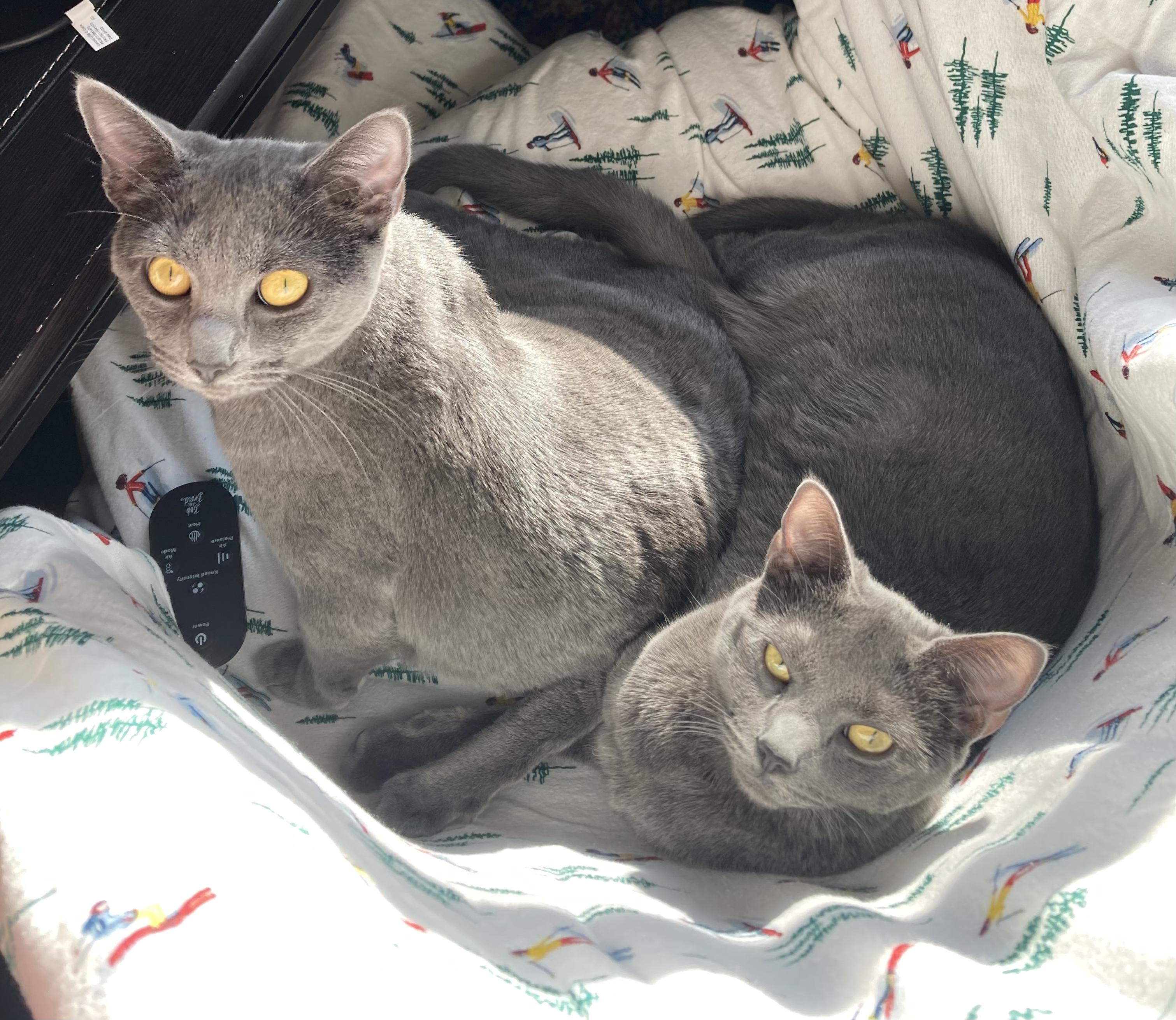 Enlarge Chip and Snickers, a Adoptable Domestic Short Hair in Covington, KY image 4/5