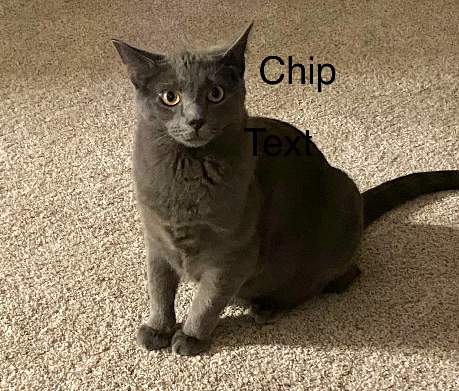 Inseparable Mom and her 2 kittens, a Adoptable Domestic Short Hair in Covington, KY image 3/5