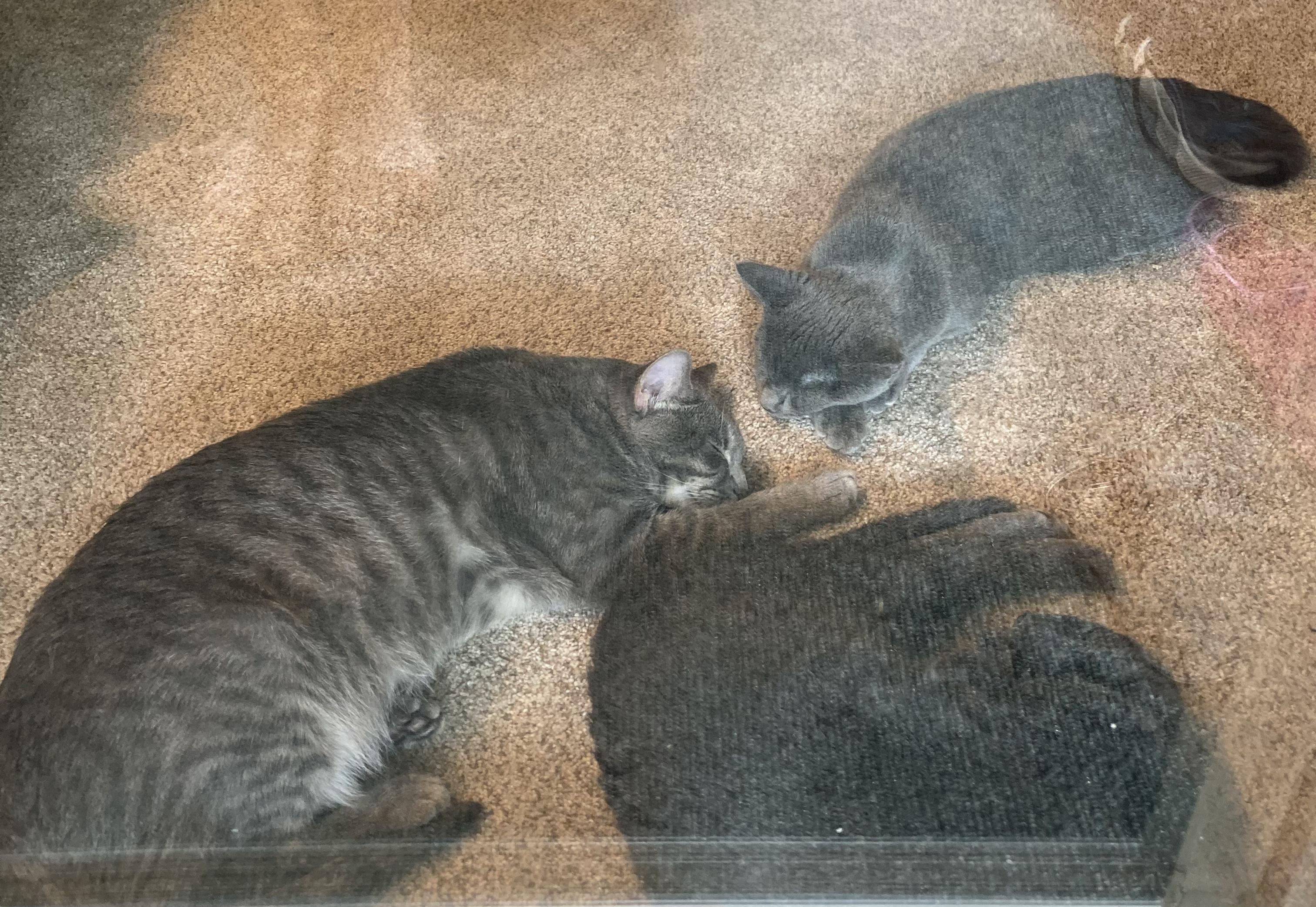 Inseparable Mom and her 2 kittens, a Adoptable Domestic Short Hair in Covington, KY image 5/5