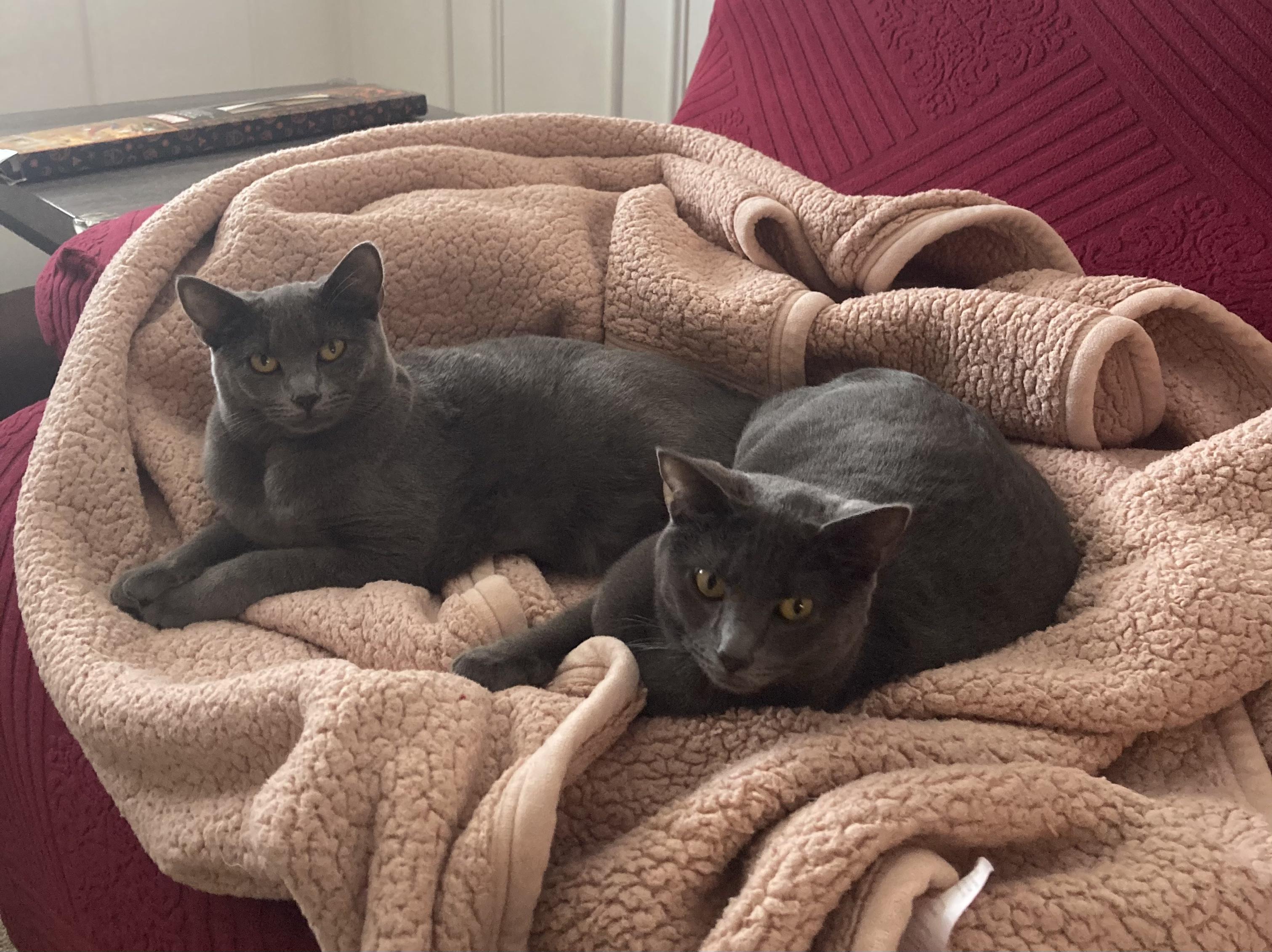 Chip and Snickers, Adoptable, Young Female Domestic Short Hair.