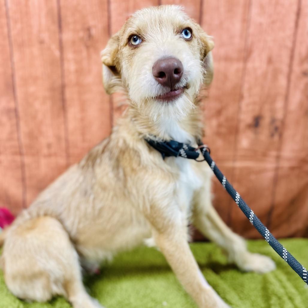 Stanley, Adoptable, Young Male Terrier & Mixed Breed.