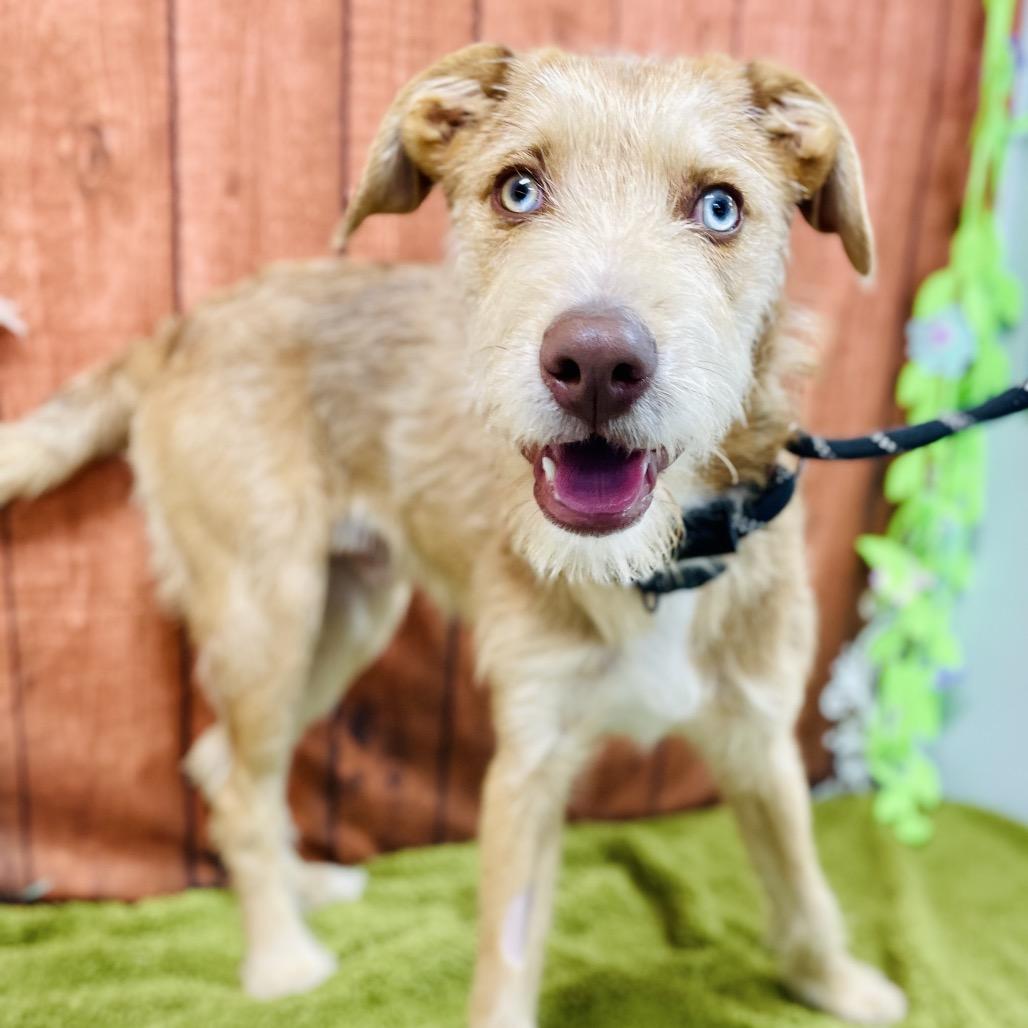 Stanley, a Adoptable mixed breed in Lebanon, MO image 2/4