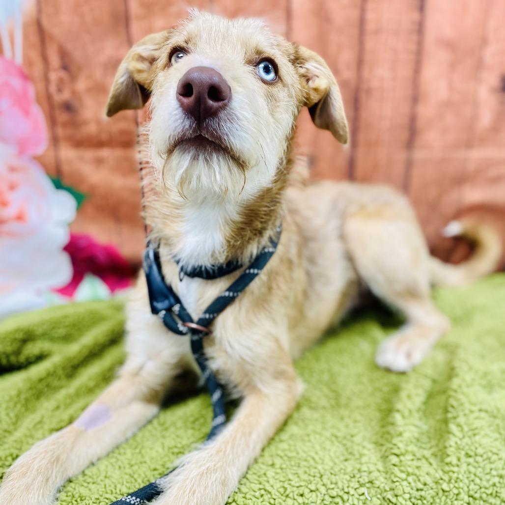 Stanley, a Adoptable mixed breed in Lebanon, MO image 3/4