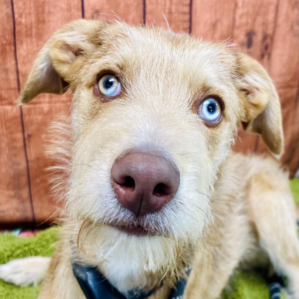Stanley, a Adoptable mixed breed in Lebanon, MO image 4/4