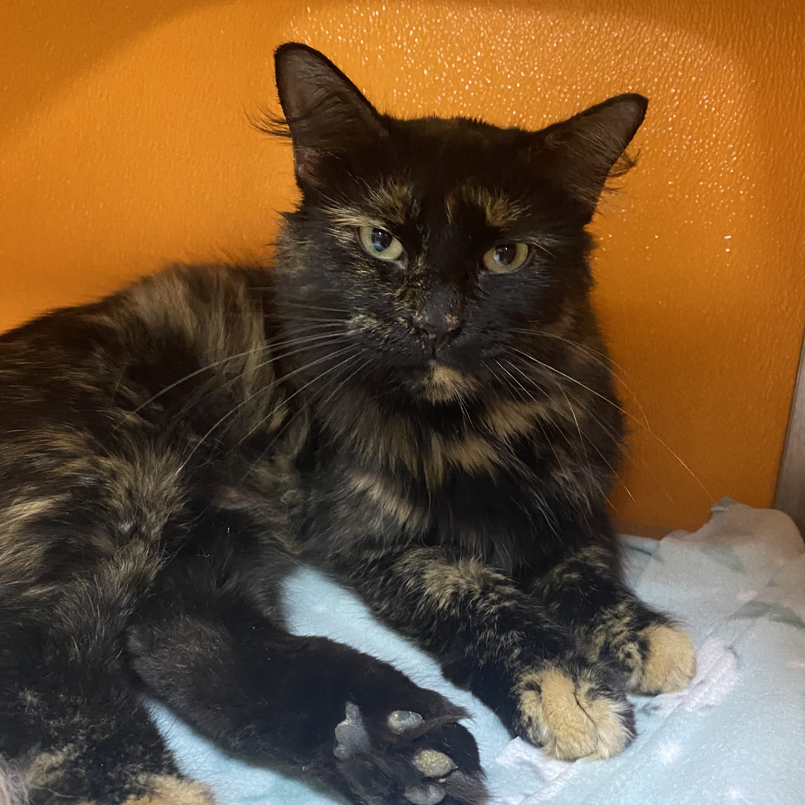 Cat for adoption Ambrosia, a Domestic Medium Hair in Elyria, OH