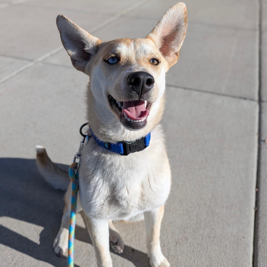Enlarge Sunny, a Adoptable Mixed Breed in Cheyenne, WY image 2/6