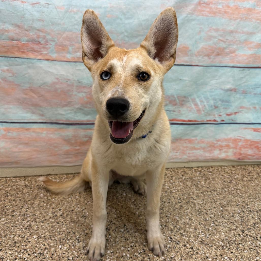 Enlarge Sunny, a Adoptable Mixed Breed in Cheyenne, WY image 3/6