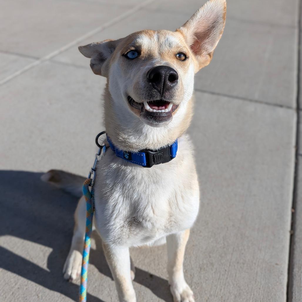 Enlarge Sunny, a Adoptable Mixed Breed in Cheyenne, WY image 4/6