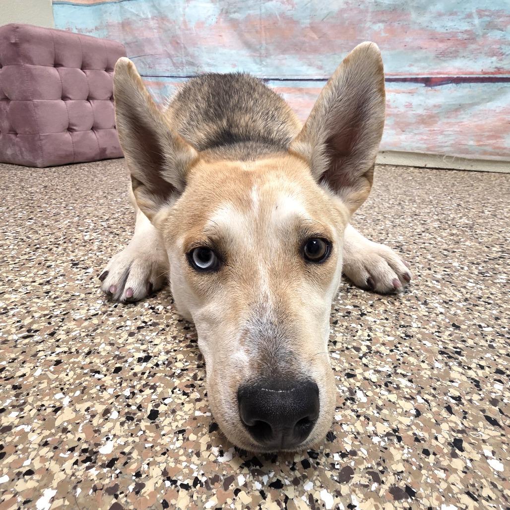 Enlarge Sunny, a Adoptable Mixed Breed in Cheyenne, WY image 6/6