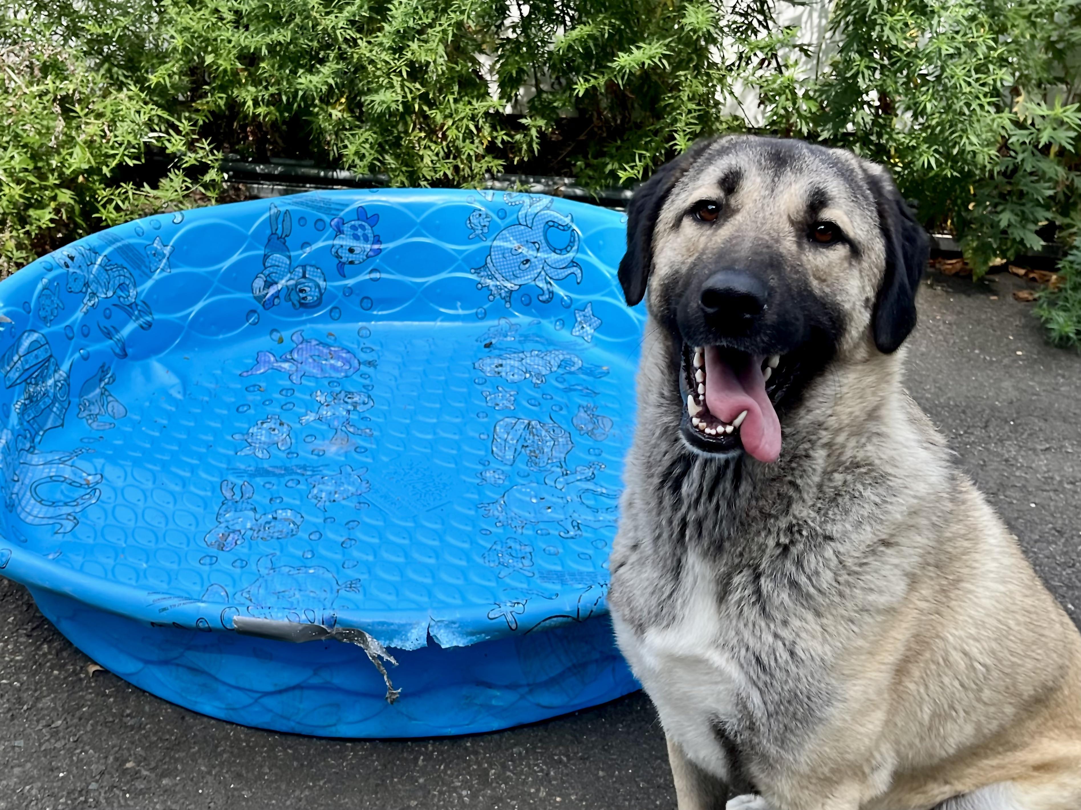 Enlarge Stella, a Adoptable Anatolian Shepherd in Greenwich, CT image 1/4