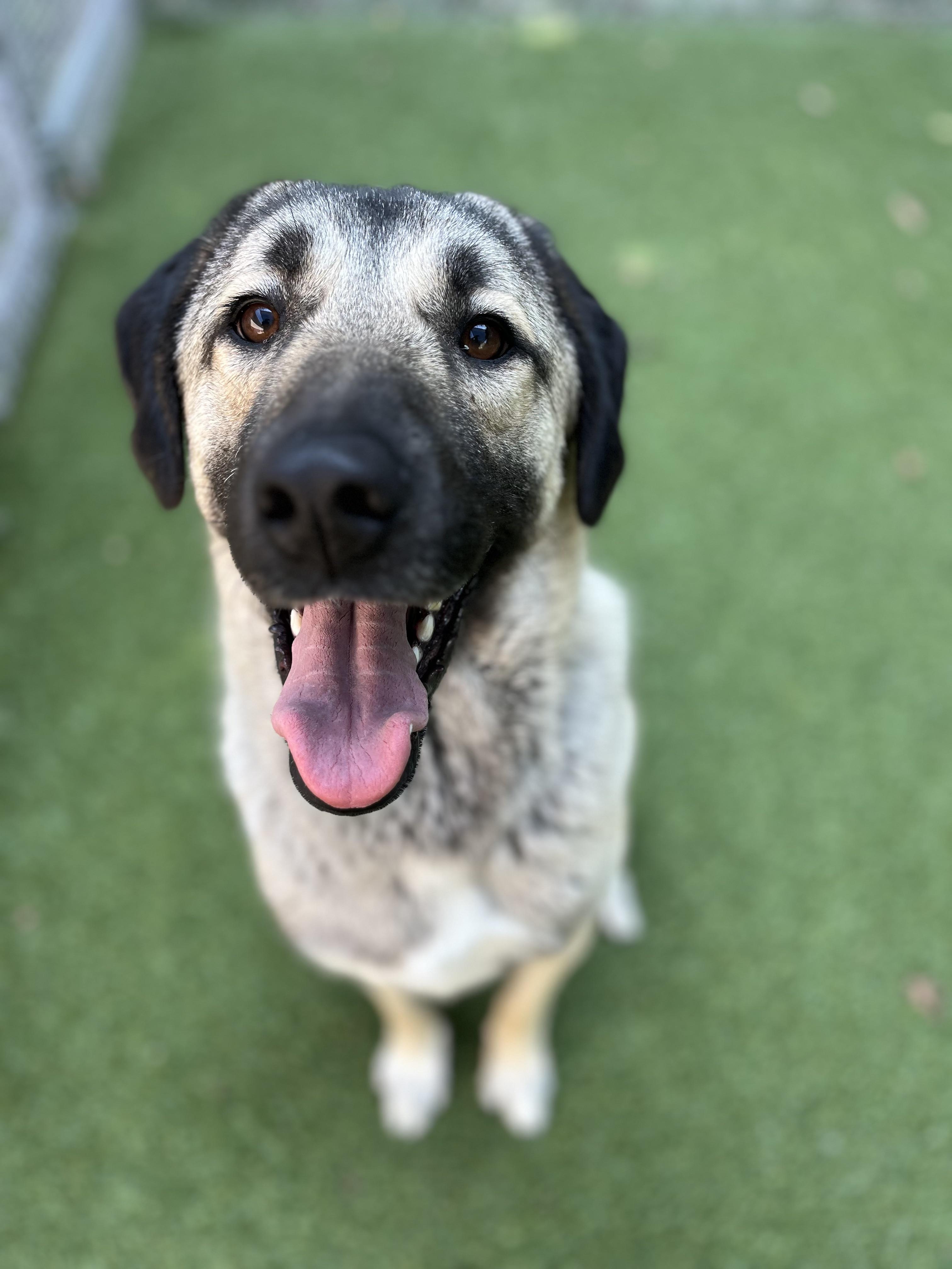 Enlarge Stella, a Adoptable Anatolian Shepherd in Greenwich, CT image 2/4