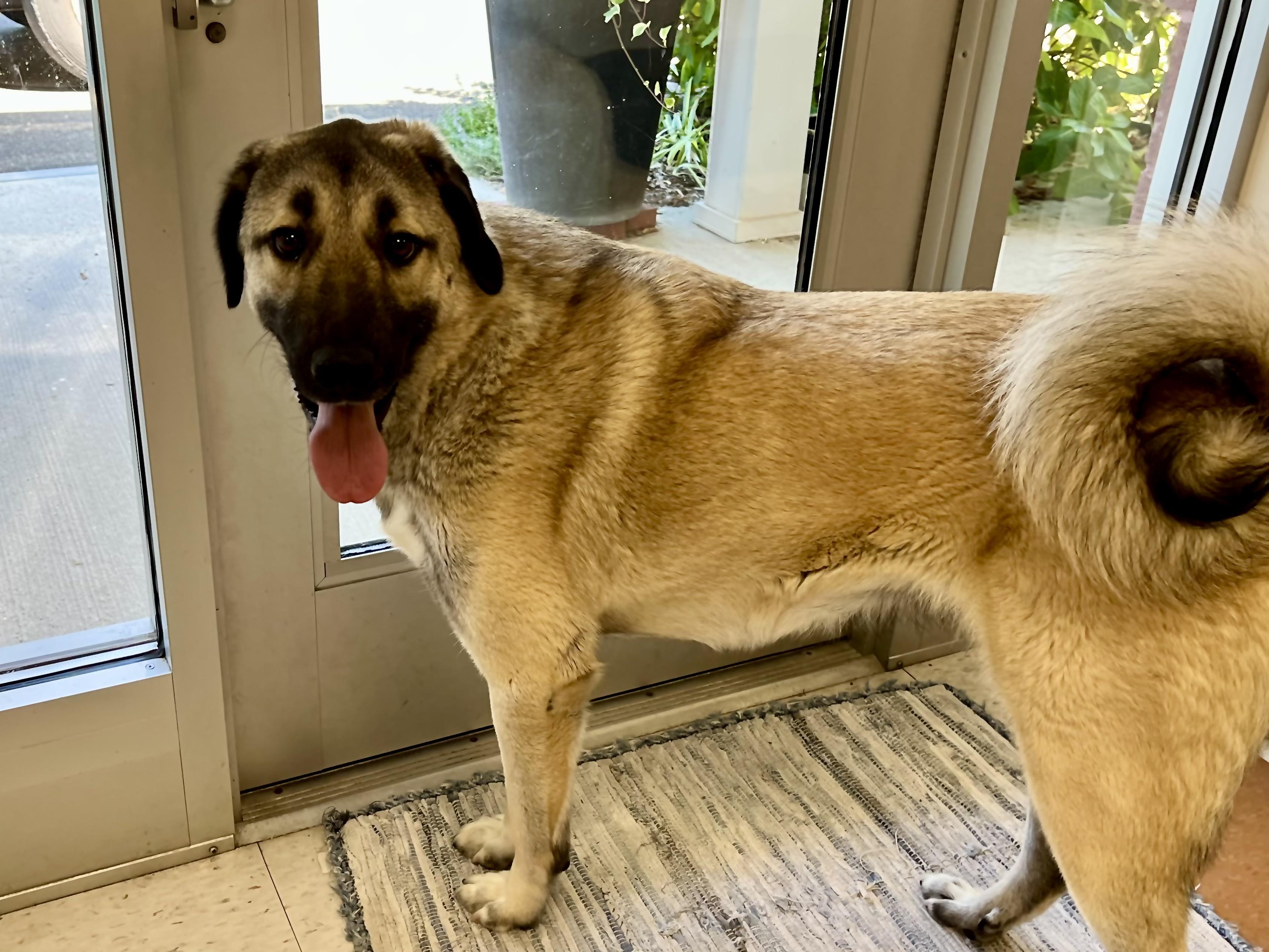Enlarge Stella, a Adoptable Anatolian Shepherd in Greenwich, CT image 3/4