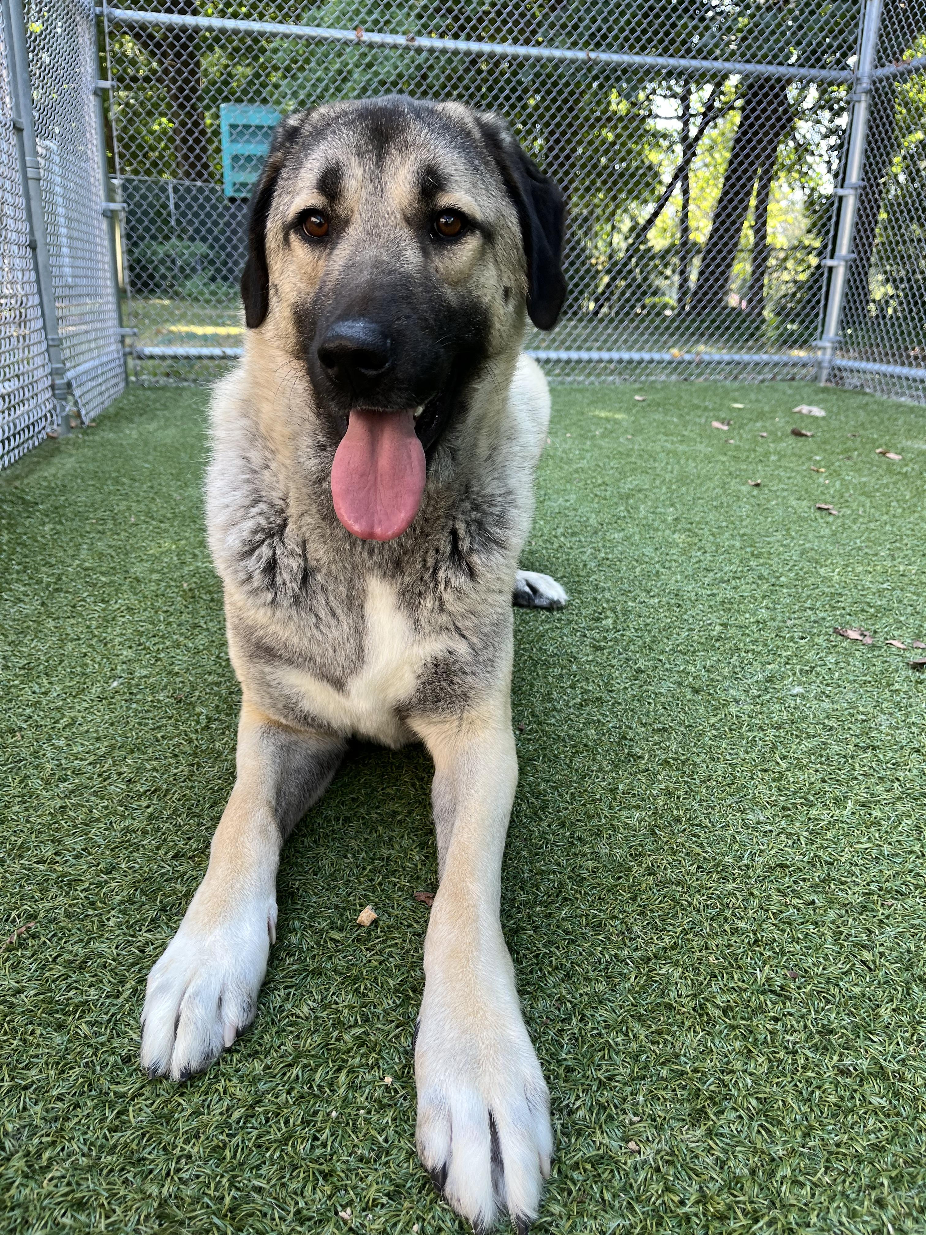 Enlarge Stella, a Adoptable Anatolian Shepherd in Greenwich, CT image 4/4