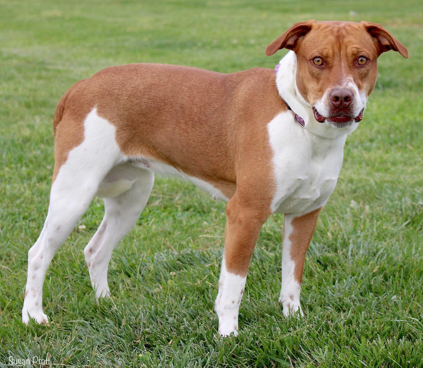 Enlarge Cherry, a ADOPTABLE mixed breed in Bedford, VA image 2/3